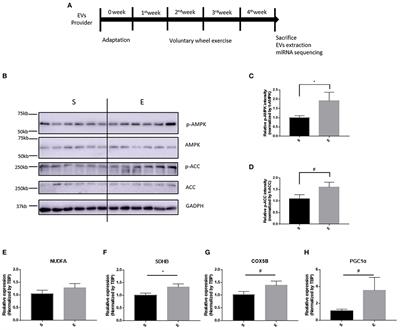 Effects of Voluntary Running Wheel Exercise-Induced Extracellular Vesicles on Anxiety